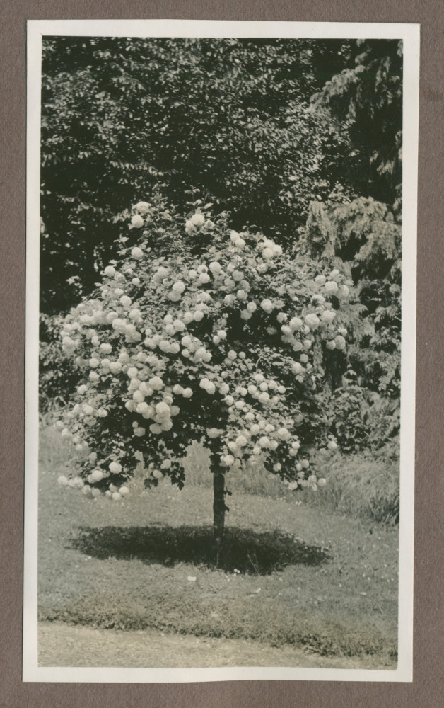 Photographie d'un arbre en fleurs dans le jardin de la propriété de Riond-Bosson en 1935