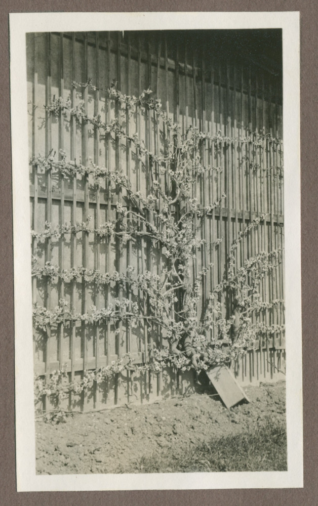 Photographie de cultures maraîchères dans le jardin de la propriété de Riond-Bosson en 1935