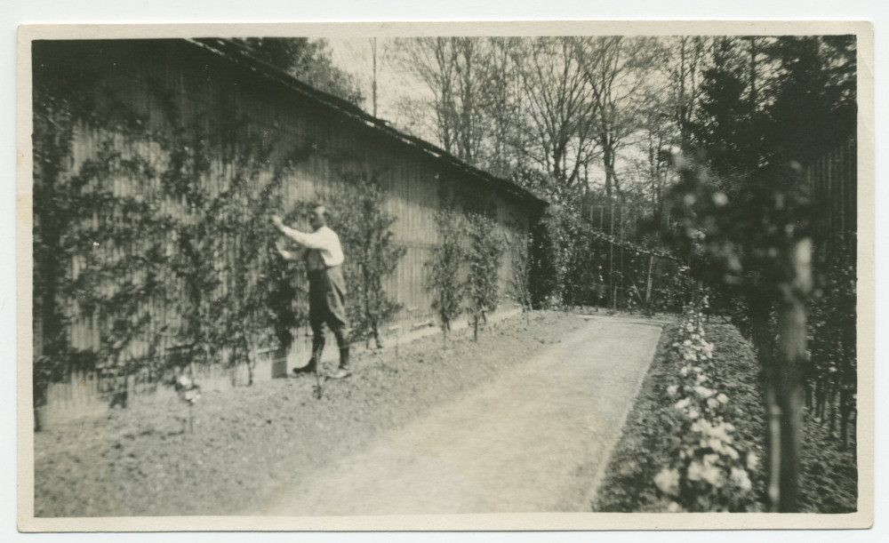 Photographie d'un jardinier s'occupant des arbres fruitiers de la propriété de Riond-Bosson – extraite d'un album de la famille Obuchowicz