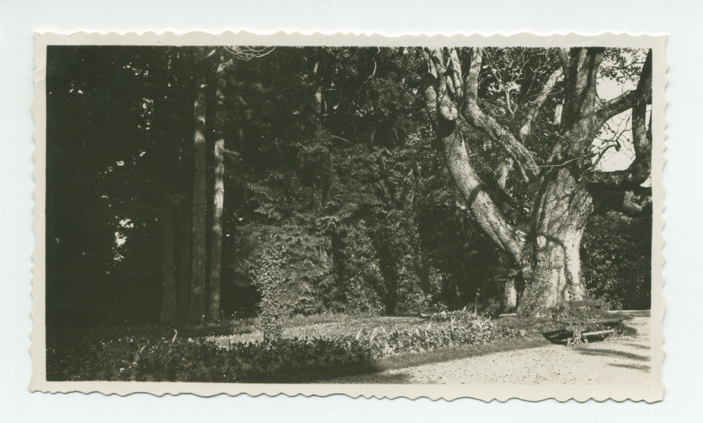 Photographie du catalpa (arbre «trompette») et du banc situés au nord, face à l'entrée principale de la villa de Riond-Bosson – extraite d'un album de la famille Obuchowicz