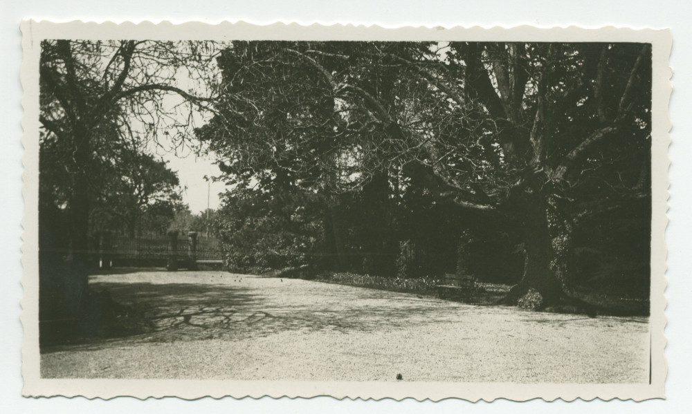 Photographie de la cour et de l'allée conduisant au portail nord de la propriété de Riond-Bosson, avec à droite le catalpa (arbre «trompette») et le banc faisant face à l'entrée principale de la villa – extraite d'un album de la famille Obuchowicz
