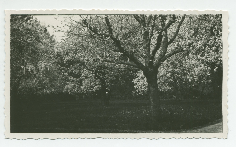 Photographie d'arbres en fleurs dans le parc de la propriété de Riond-Bosson – extraite d'un album de la famille Obuchowicz