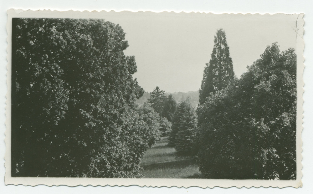 Photographie d'arbres du parc de la propriété de Riond-Bosson – extraite d'un album de la famille Obuchowicz