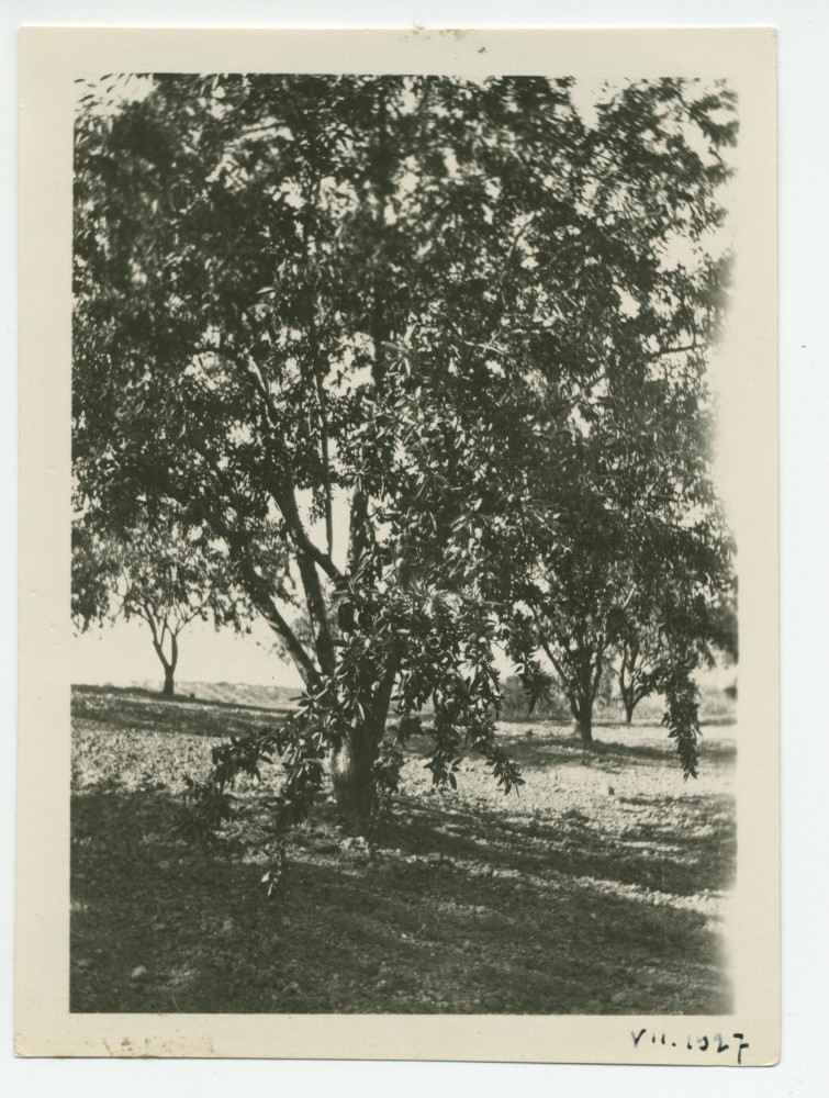 Photographie d'amandiers dans son «Rancho San Ignacio» à Paso Robles, en Californie, en juillet 1921