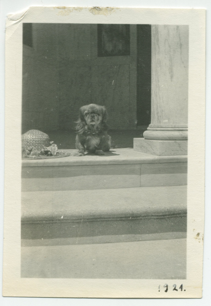 Photographie du chien Ping d'Hélène Paderewska à Paso Robles, en Californie, en 1921