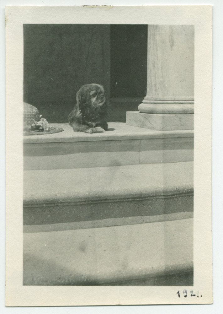 Photographie du chien Ping d'Hélène Paderewska à Paso Robles, en Californie, en 1921
