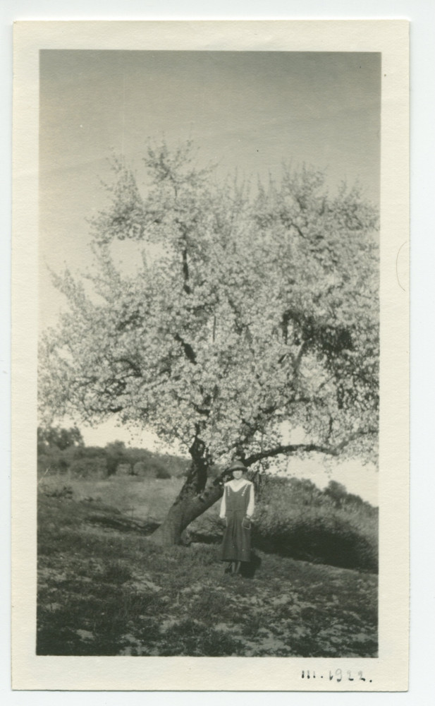 Photographie d'Hélène Lübke, secrétaire d'Hélène Paderewska, devant un amandier en fleurs au «Rancho Santa Helena» à Paso Robles, en Californie, en mars 1922
