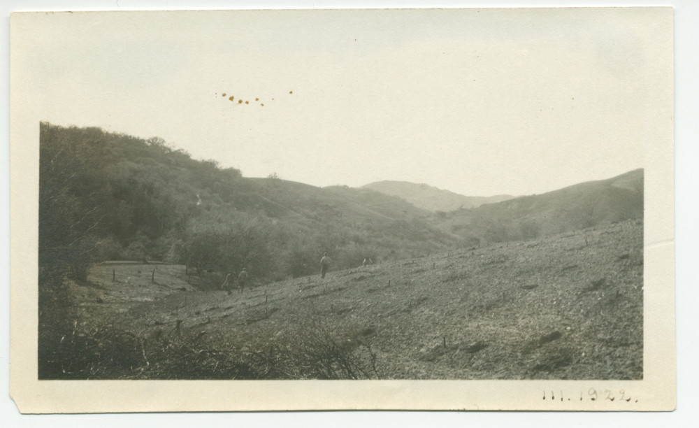 Photographie du vignoble du «Rancho Santa Helena» à Paso Robles, en Californie, en mars 1922