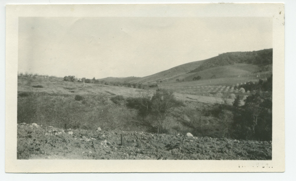 Photographie du vignoble du «Rancho Santa Helena» à Paso Robles, en Californie, en mars 1922