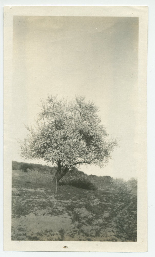 Photographie d'un amandier en fleurs au «Rancho Santa Helena» à Paso Robles, en Californie, en 1922