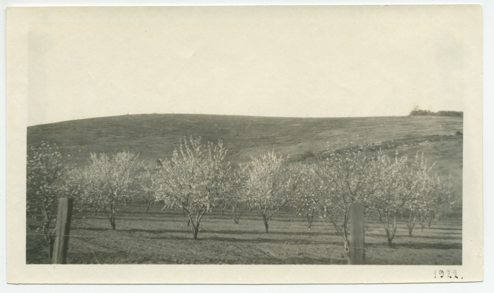 Photographie d'un champ d'amandiers en fleurs au «Rancho Santa Helena» à Paso Robles, en Californie, en 1922