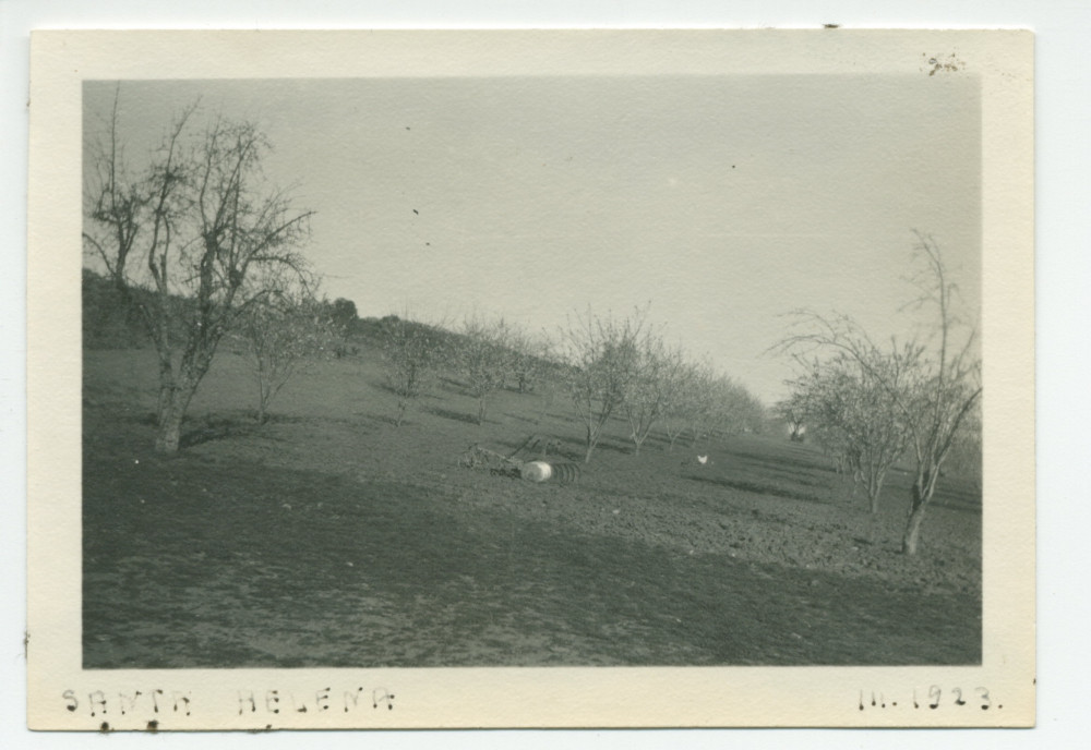 Photographie d'un champ d'amandiers au «Rancho Santa Helena» à Paso Robles, en Californie, en mars 1923