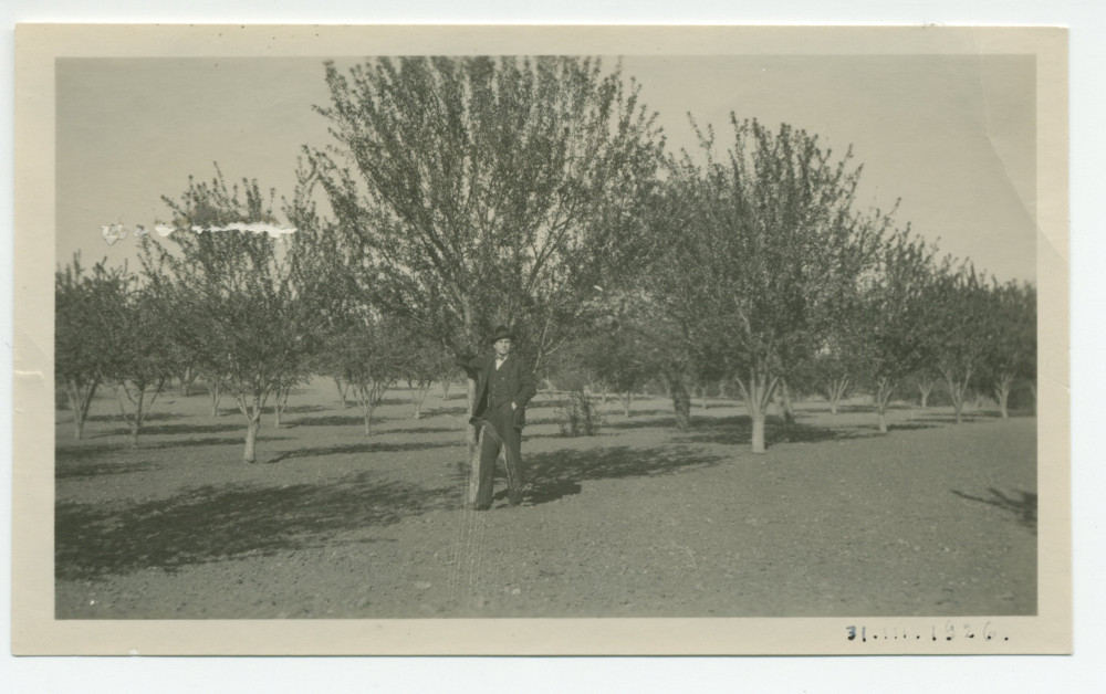 Photographie d'une personne non identifiée au milieu des amandiers du «Rancho San Ignacio» à Paso Robles, en Californie, le 31 mars 1926