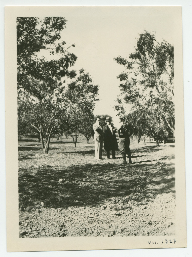Photographie de Paderewski au milieu des amandiers de son «Rancho San Ignacio» à Paso Robles, en Californie, en juillet 1927, en compagnie d'un métayer (?) et d'une personne non identifiée