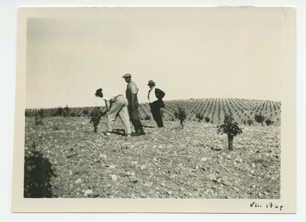 Photographie de Paderewski dans le nouveau vignoble Winteroll de son «Rancho San Ignacio» à Paso Robles, en Californie, en juillet 1927, en compagnie d'un métayer (?) et d'une personne non identifiée (œnologue?)