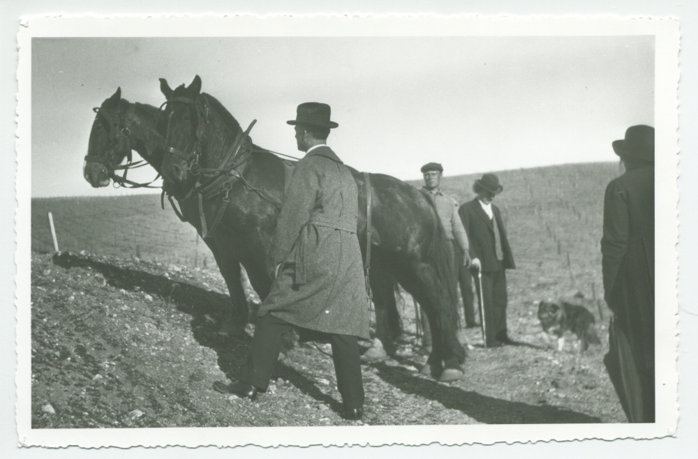 Photographie de Paderewski en compagnie de métayers préparant les chevaux pour la plantation, sur les terres du «Rancho Santa Helena» à Paso Robles, en Californie