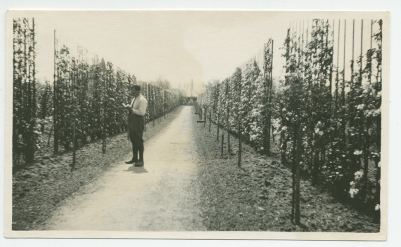 Photographie d'un jardinier travaillant, son carnet à la main, dans l'allée d'arbres fruitiers de la propriété de Riond-Bosson – extraite d'un album de la famille Obuchowicz