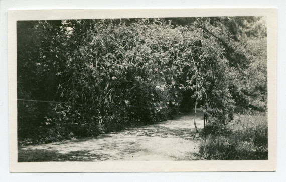 Photographie de l'allée menant au portail du bas de la propriété de Riond-Bosson