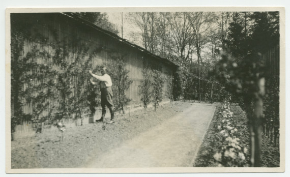 Photographie d'un jardinier s'occupant des arbres fruitiers de la propriété de Riond-Bosson – extraite d'un album de la famille Obuchowicz