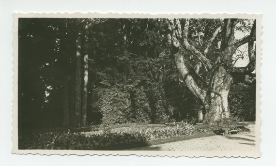 Photographie du catalpa (arbre «trompette») et du banc situés au nord, face à l'entrée principale de la villa de Riond-Bosson – extraite d'un album de la famille Obuchowicz