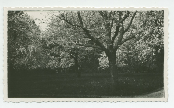 Photographie d'arbres en fleurs dans le parc de la propriété de Riond-Bosson – extraite d'un album de la famille Obuchowicz