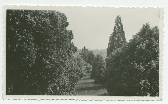 Photographie d'arbres du parc de la propriété de Riond-Bosson – extraite d'un album de la famille Obuchowicz