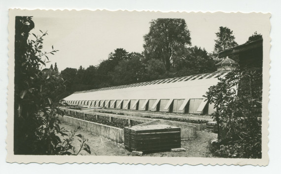 Photographie d'une serre de la propriété de Riond-Bosson, avec le toit du pigeonnier en arrière-plan – extraite d'un album de la famille Obuchowicz