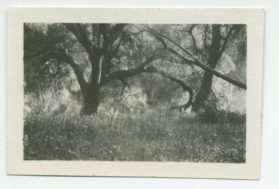 Photographie de la source d'eau chaude de Merritt Springs, sur le «Rancho Santa Helena» à Paso Robles, en Californie, en mars 1921