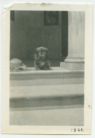 Photographie du chien Ping d'Hélène Paderewska à Paso Robles, en Californie, en 1921