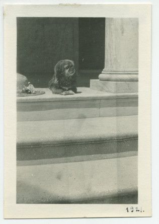 Photographie du chien Ping d'Hélène Paderewska à Paso Robles, en Californie, en 1921