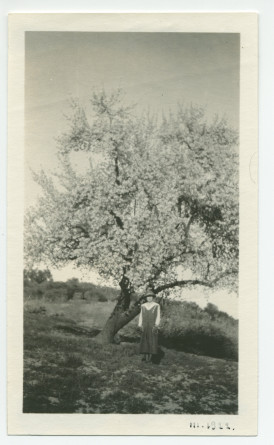 Photographie d'Hélène Lübke, secrétaire d'Hélène Paderewska, devant un amandier en fleurs au «Rancho Santa Helena» à Paso Robles, en Californie, en mars 1922