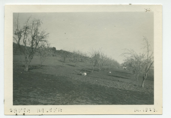 Photographie d'un champ d'amandiers au «Rancho Santa Helena» à Paso Robles, en Californie, en mars 1923