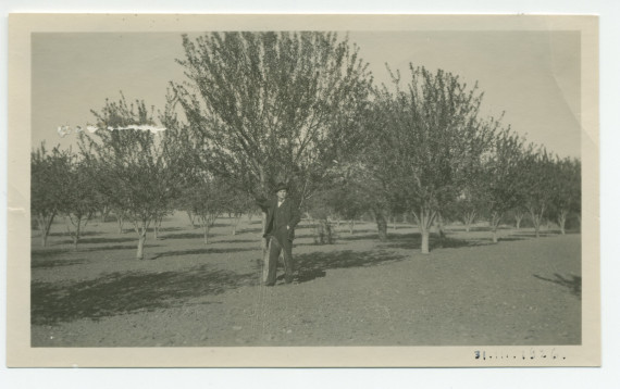Photographie d'une personne non identifiée au milieu des amandiers du «Rancho San Ignacio» à Paso Robles, en Californie, le 31 mars 1926