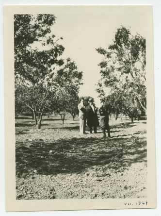 Photographie de Paderewski au milieu des amandiers de son «Rancho San Ignacio» à Paso Robles, en Californie, en juillet 1927, en compagnie d'un métayer (?) et d'une personne non identifiée