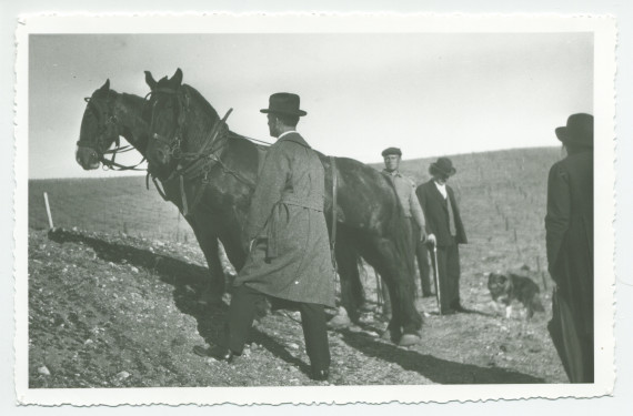 Photographie de Paderewski en compagnie de métayers préparant les chevaux pour la plantation, sur les terres du «Rancho Santa Helena» à Paso Robles, en Californie
