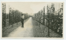 Photographie d'un jardinier travaillant, son carnet à la main, dans l'allée d'arbres fruitiers de la propriété de Riond-Bosson – extraite d'un album de la famille Obuchowicz