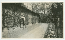 Photographie d'un jardinier s'occupant des arbres fruitiers de la propriété de Riond-Bosson – extraite d'un album de la famille Obuchowicz