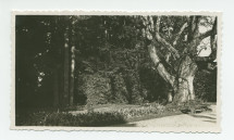 Photographie du catalpa (arbre «trompette») et du banc situés au nord, face à l'entrée principale de la villa de Riond-Bosson – extraite d'un album de la famille Obuchowicz