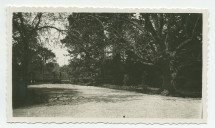 Photographie de la cour et de l'allée conduisant au portail nord de la propriété de Riond-Bosson, avec à droite le catalpa (arbre «trompette») et le banc faisant face à l'entrée principale de la villa – extraite d'un album de la famille Obuchowicz