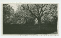 Photographie d'arbres en fleurs dans le parc de la propriété de Riond-Bosson – extraite d'un album de la famille Obuchowicz