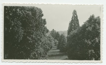Photographie d'arbres du parc de la propriété de Riond-Bosson – extraite d'un album de la famille Obuchowicz