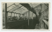 Photographie de l'intérieur d'une serre de la propriété de Riond-Bosson – extraite d'un album de la famille Obuchowicz
