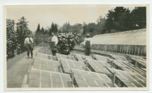 Photographie des serres de la propriété de Riond-Bosson, avec trois jardiniers et la villa en arrière-plan – extraite d'un album de la famille Obuchowicz