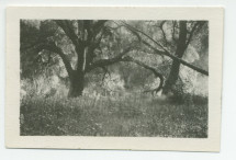 Photographie de la source d'eau chaude de Merritt Springs, sur le «Rancho Santa Helena» à Paso Robles, en Californie, en mars 1921