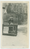 Photographie du chien Ping d'Hélène Paderewska dans une corbeille en osier, à Paso Robles, en Californie, le 28 juillet 1921