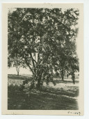 Photographie d'amandiers dans son «Rancho San Ignacio» à Paso Robles, en Californie, en juillet 1921