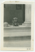 Photographie du chien Ping d'Hélène Paderewska à Paso Robles, en Californie, en 1921