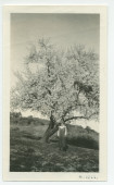 Photographie d'Hélène Lübke, secrétaire d'Hélène Paderewska, devant un amandier en fleurs au «Rancho Santa Helena» à Paso Robles, en Californie, en mars 1922