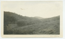Photographie du vignoble du «Rancho Santa Helena» à Paso Robles, en Californie, en mars 1922