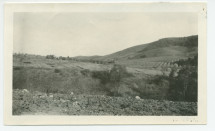 Photographie du vignoble du «Rancho Santa Helena» à Paso Robles, en Californie, en mars 1922